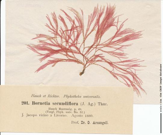 Bornetia secundiflora.jpg